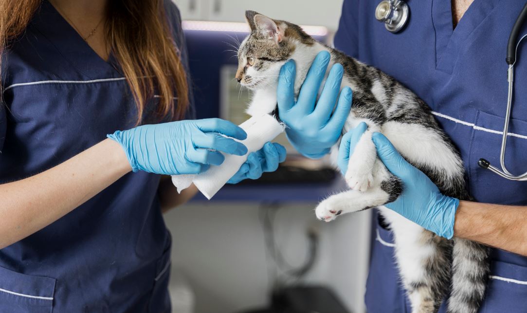 ¿Qué debe tener un ERP para veterinarias?